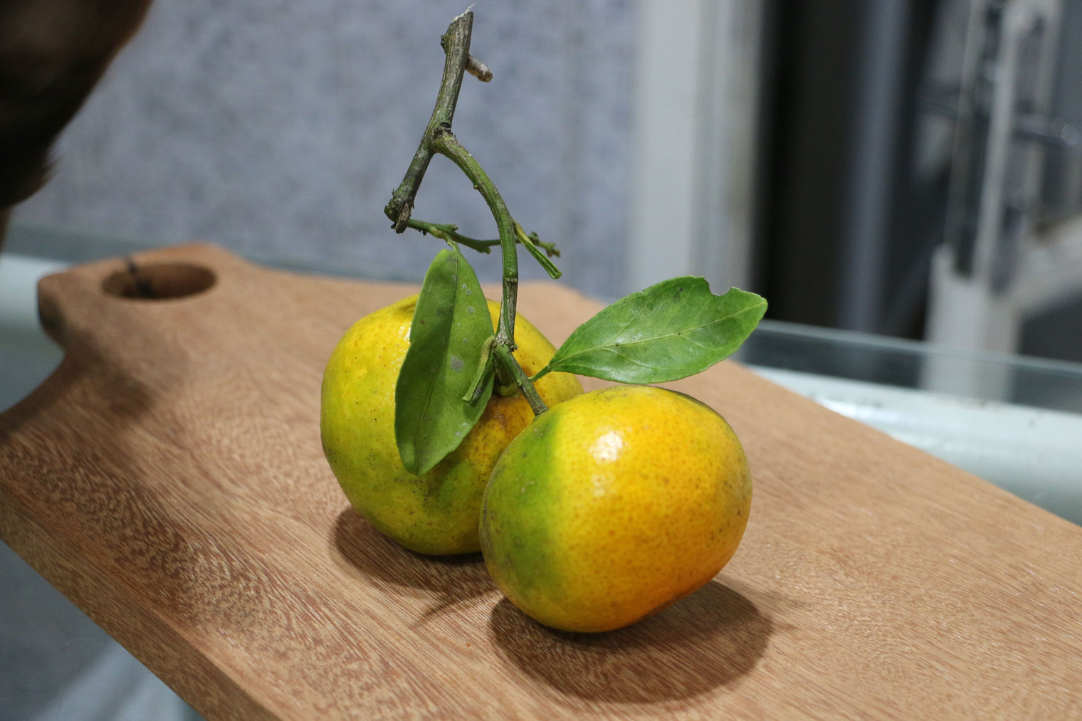 Green tangerine. Мандарин бергамот. Зеленый мандарин. Желто зеленый фрукт. Желтый фрукт с зелеными листьями.